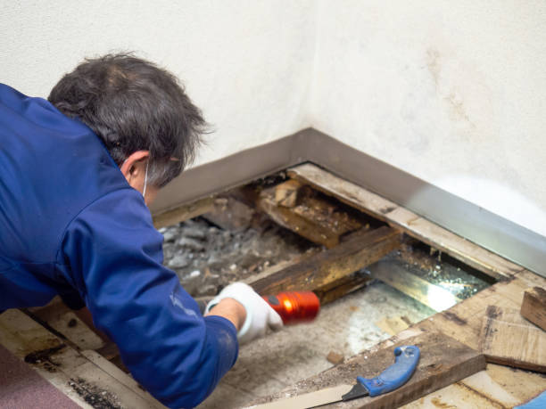 Best DIY Mold Remediation Support Services in Windy Hills, KY